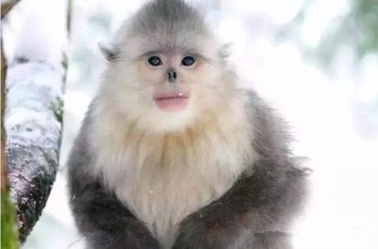 滇金丝猴 滇金丝猴