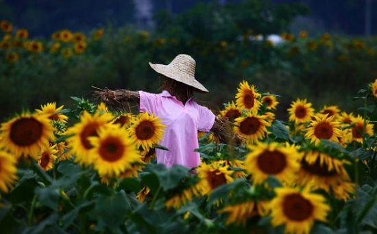 武宣金葵花花海 图:新浪博主/木木成不成林 武宣金葵花花海 图:新浪博主/木木成不成林