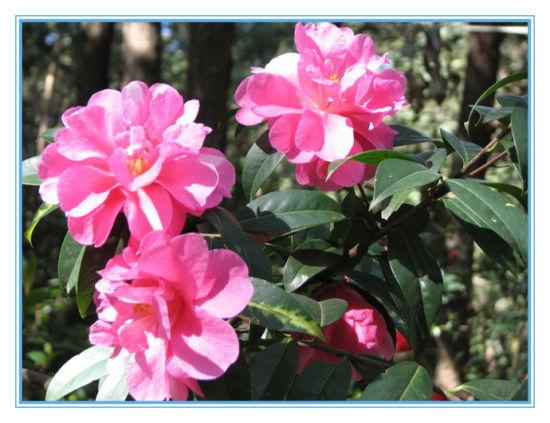 金殿茶花(图:新浪博客 董保延) 金殿茶花(图:新浪博客 董保延)