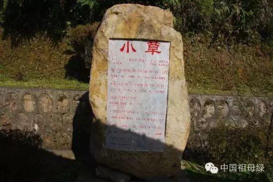 《小草》 《小草》
