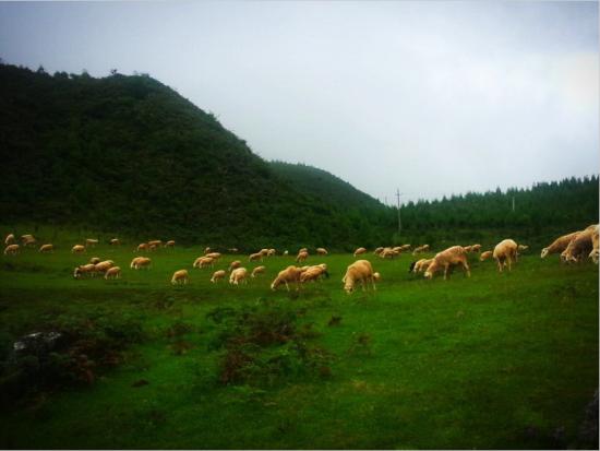 老阴山草场(图片来源:@他孜) 老阴山草场(图片来源:@他孜)