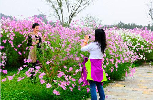 花海留念 花海留念