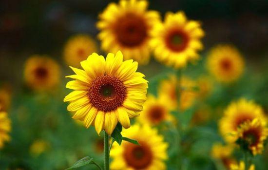 武宣金葵花花海 图:新浪博主/木木成不成林 武宣金葵花花海 图:新浪博主/木木成不成林