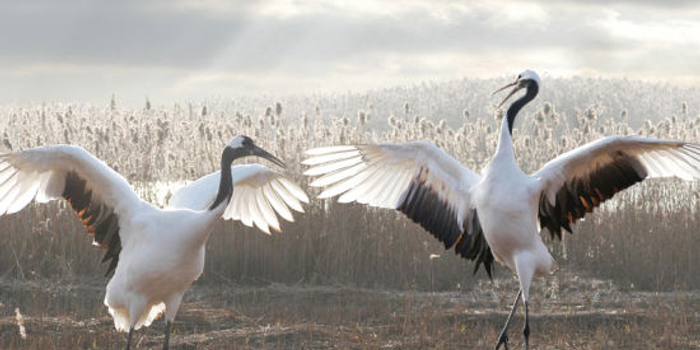 醉美盐城生态之旅二日游