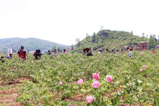 媒体参观播乐乡玫瑰种植带 媒体参观播乐乡玫瑰种植带