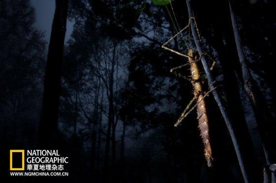 海南霸王岭潮湿的热带雨林里,昼伏夜出的刺经过乔装打扮,模拟成树枝的样子混迹于林地幽暗的下层植被间。