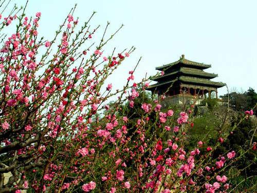 百花报春 (新浪配图 来源:北京市公园管理中心) 百花报春 (新浪配图 来源:北京市公园管理中心)