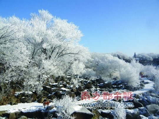 清晨,走去看瀑布的雪路上,路两旁都是雾凇。 清晨,走去看瀑布的雪路上,路两旁都是雾凇。