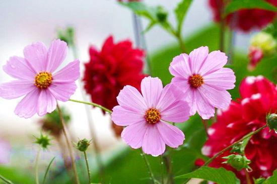 格桑花 格桑花