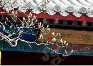 大觉寺中的古玉兰 大觉寺中的古玉兰
