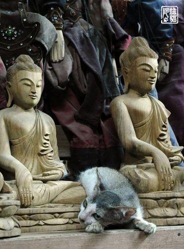 跳猫寺 跳猫寺