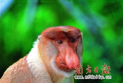 长鼻猴 长鼻猴