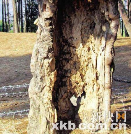 树干上仍可看到被子弹打中的痕迹 树干上仍可看到被子弹打中的痕迹