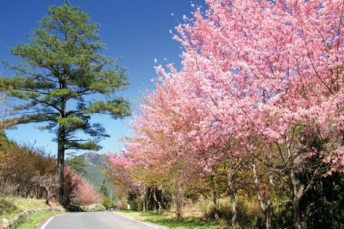 樱花带路 樱花带路