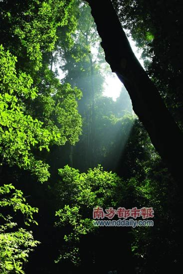 阳光穿透雨林 阳光穿透雨林