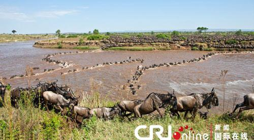 百万牛羚大迁徙 百万牛羚大迁徙