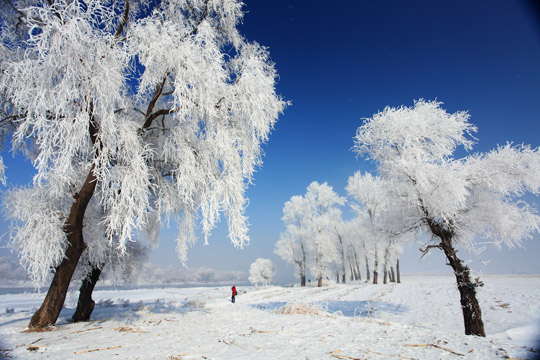 吉林雾凇岛雾凇,晶莹剔透,冰雪晶莹。光圈F11,曝光1/125秒。 吉林雾凇岛雾凇,晶莹剔透,冰雪晶莹。光圈F11,曝光1/125秒。
