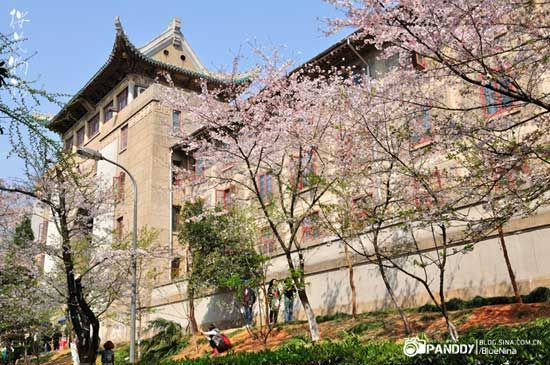 新浪旅游配图:樱花下美丽的武大 摄影:panddy 新浪旅游配图:樱花下美丽的武大 摄影:panddy