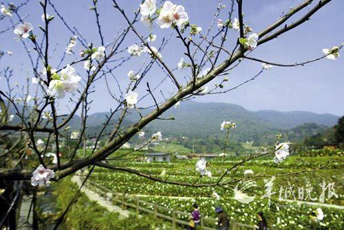 阳明山竹子湖的樱花也开了,与海芋田构成一幅美丽的风情画。 阳明山竹子湖的樱花也开了,与海芋田构成一幅美丽的风情画。