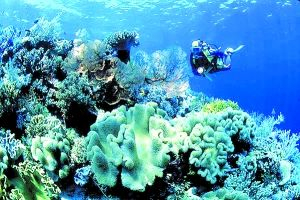 印尼的美娜多被五大国际潜水组织共同评定为世上最佳潜水度假胜地。 印尼的美娜多被五大国际潜水组织共同评定为世上最佳潜水度假胜地。