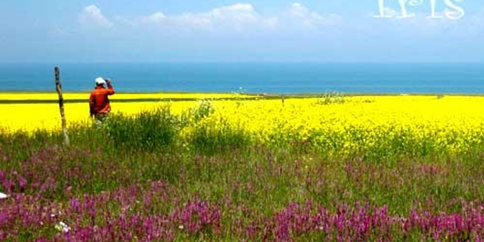 穷游青海湖 花海任我行
