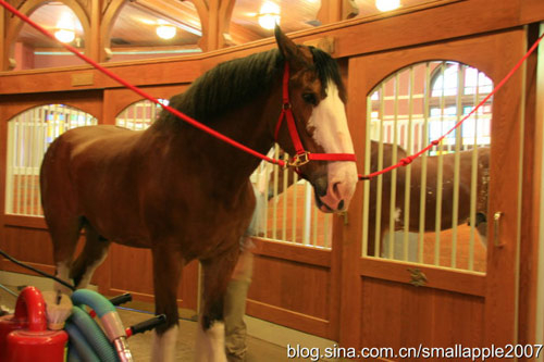 这个马种叫做Clydesdales,据说是苏格兰的“名门贵族”马种 这个马种叫做Clydesdales,据说是苏格兰的“名门贵族”马种