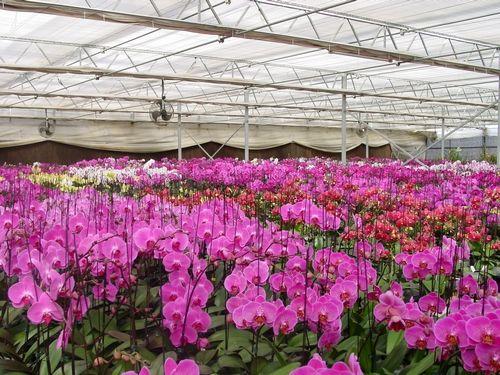 台湾兰花 台湾兰花