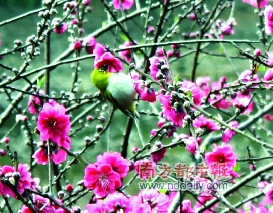 花团锦簇 无意间撞见的“小鸟天堂”。