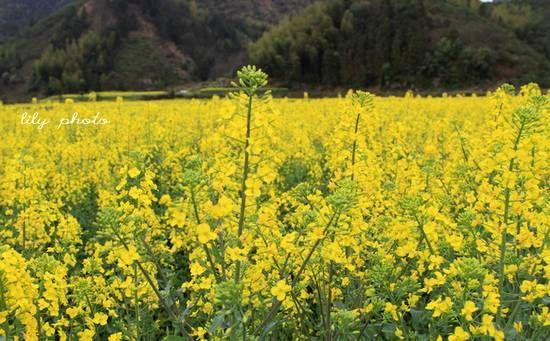 房山长沟金色的油菜花海 来源:刘立 房山长沟金色的油菜花海 来源:刘立