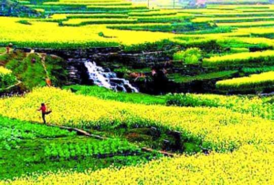 安顺油菜花田 安顺油菜花田