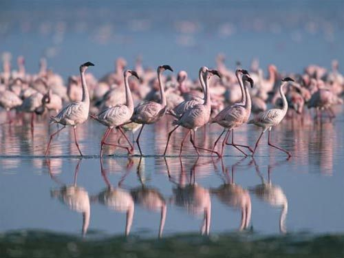 肯尼亚湖泊系统(图片来源:Roy Toft, National Geographic) 肯尼亚湖泊系统(图片来源:Roy Toft, National Geographic)