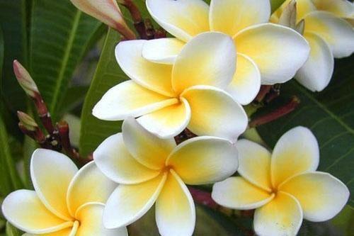 星岩蛋花 星岩蛋花