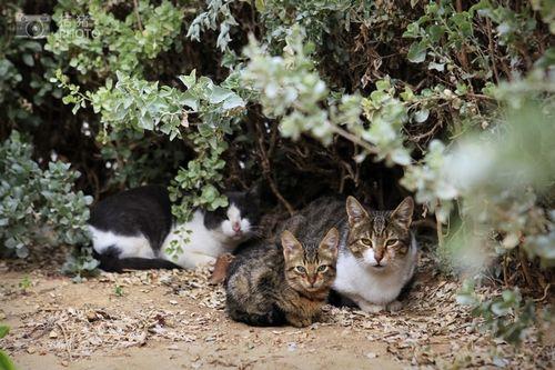 遍地都是猫咪 遍地都是猫咪