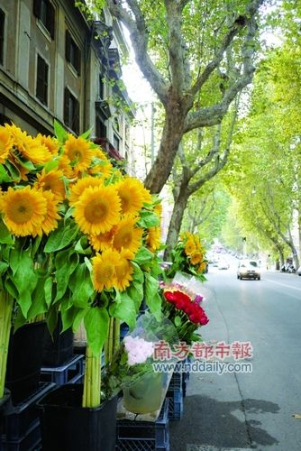 清晨,街摊上灿烂的向日葵。 清晨,街摊上灿烂的向日葵。