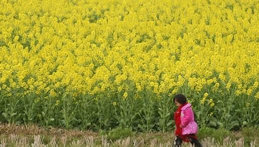 枝江油菜花