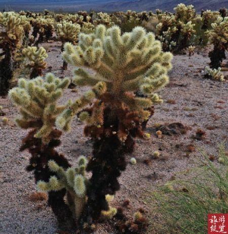 棉花树 棉花树