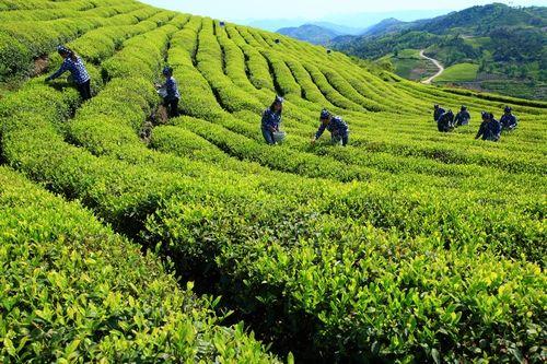四明山春景--茶场(黄友平摄) 四明山春景--茶场(黄友平摄)