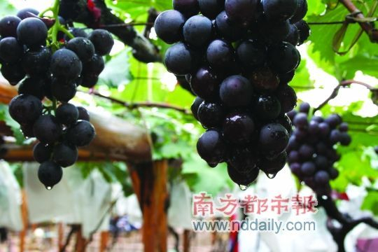 巨峰葡萄(来源:南方都市报 南都网)具有粒大、色艳、味美、丰产等特点。CFP供图 巨峰葡萄(来源:南方都市报 南都网)具有粒大、色艳、味美、丰产等特点。CFP供图