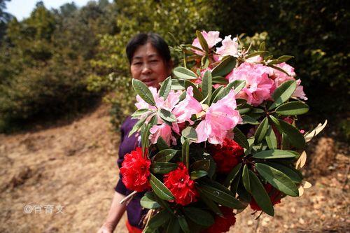 采摘的鲜花 采摘的鲜花