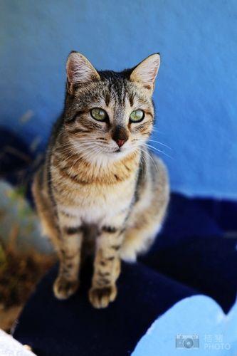突尼斯的猫咪 突尼斯的猫咪
