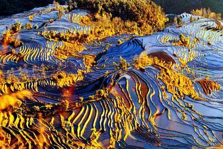 哈尼梯田(图:百度搜索引擎) 哈尼梯田(图:百度搜索引擎)