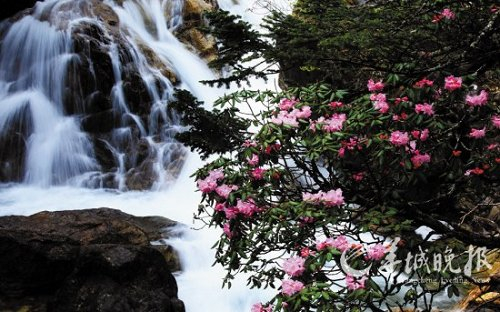 康定鲜花盛放的杜鹃峡(旅行社供图) 康定鲜花盛放的杜鹃峡(旅行社供图)