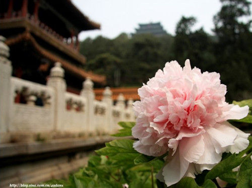 景山公园(图片:光影骑士) 景山公园(图片:光影骑士)