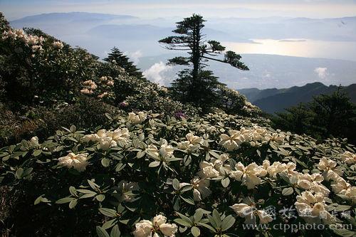 苍山顶上的杜鹃花盛开,花大叶肥(赵康才摄) 苍山顶上的杜鹃花盛开,花大叶肥(赵康才摄)