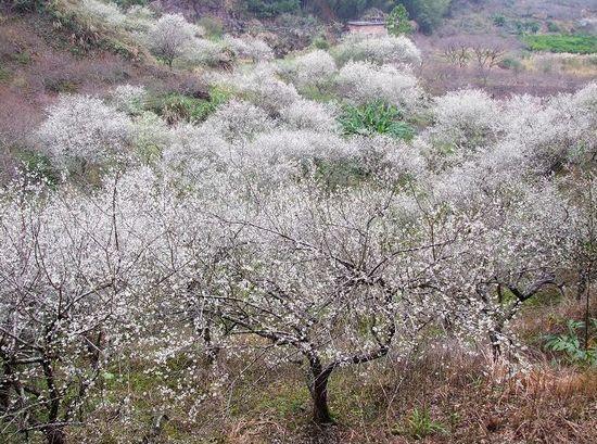 新浪旅游配图:化流溪”香雪“ 来源:小金鱼的新浪博客 新浪旅游配图:化流溪”香雪“ 来源:小金鱼的新浪博客