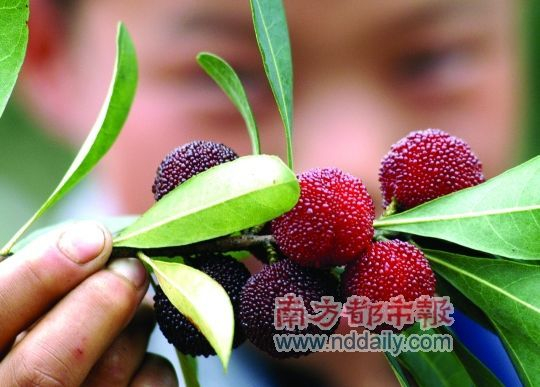 杨梅成熟时,绿叶红果,鲜嫩靓丽。C FP供图 杨梅成熟时,绿叶红果,鲜嫩靓丽。C FP供图
