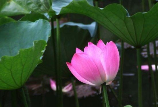 川大荷花 川大荷花