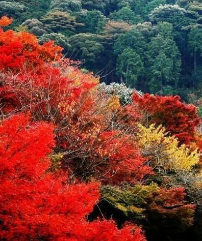 北京香山