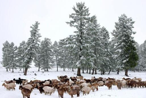 6月18日,羊群在雪地里觅食。