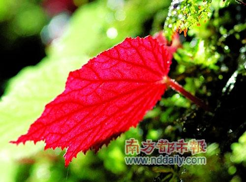 南岭红叶红得灿烂